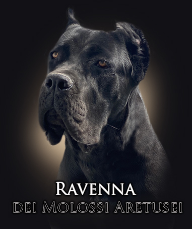 ravenna